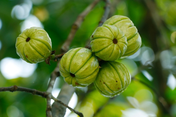 Garcinia cambogia : interdiction temporaire 