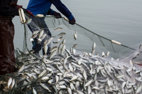 TVA à taux réduit : même pour les poissons d’empoissonnement ?